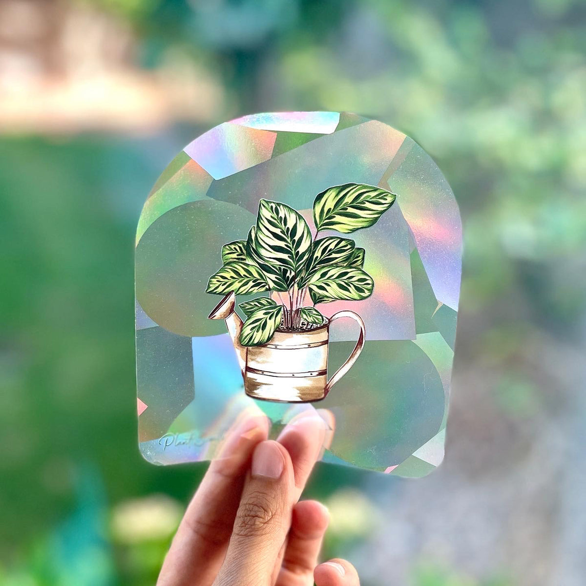 Alocasia Suncatcher Sticker - Rainbow Making Suncather Sticker