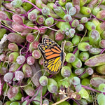 Load image into Gallery viewer, Monarch Butterfly Enamel Pin
