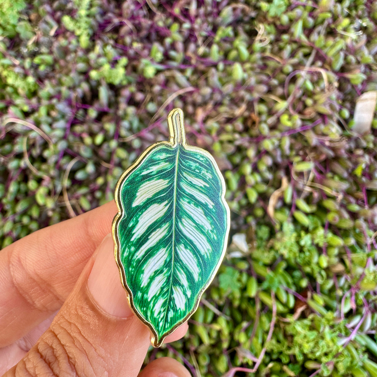 Calathea Plant Enamel Pin New Version