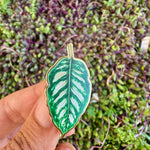 Load image into Gallery viewer, Calathea Plant Enamel Pin New Version

