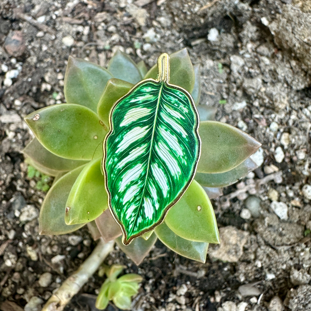 Calathea Plant Enamel Pin New Version