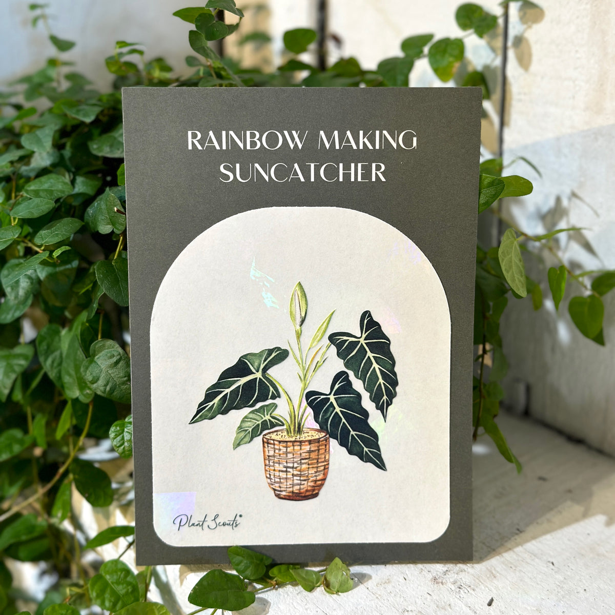 Alocasia Suncatcher