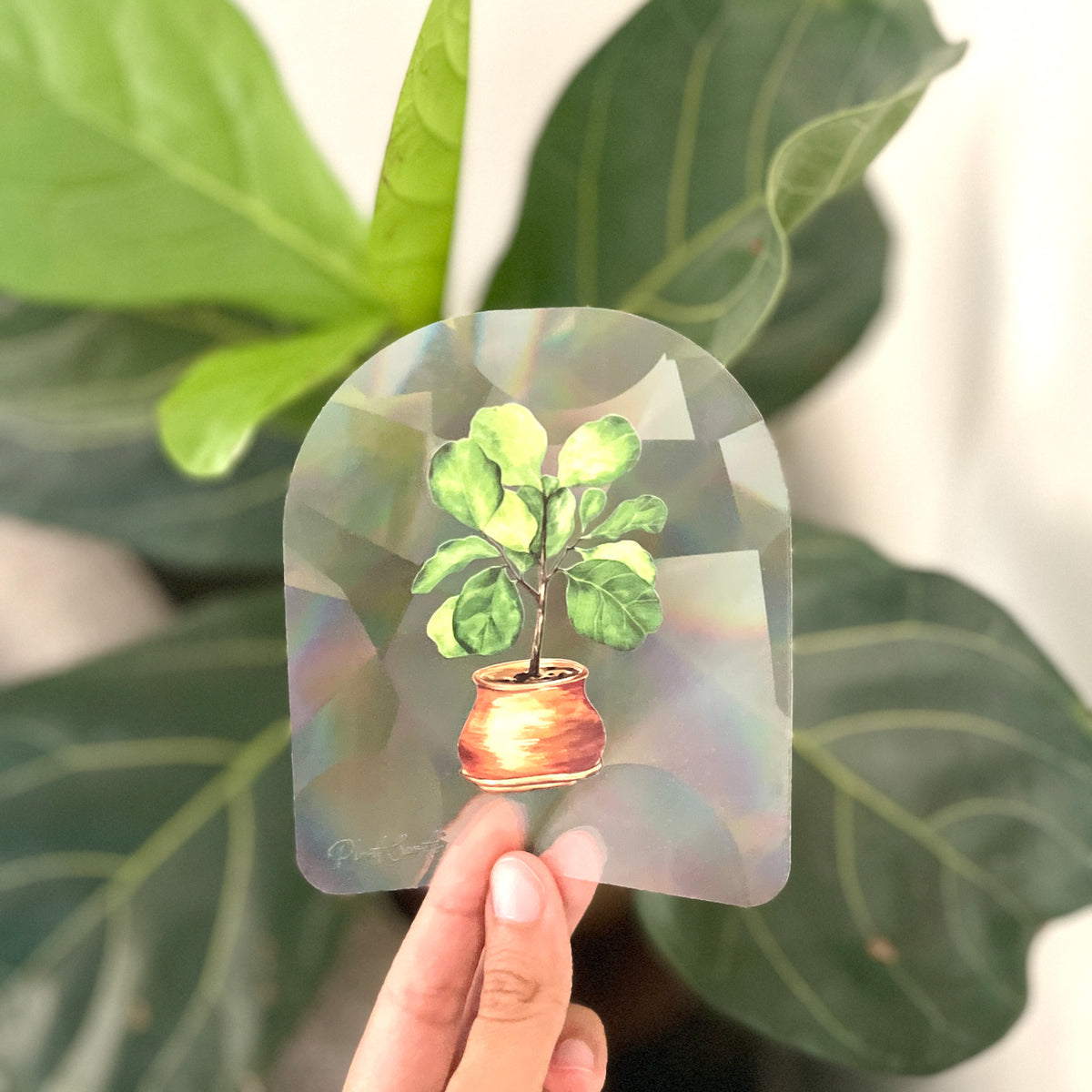 Fiddle leaf fig suncatcher sticker held in front of plant