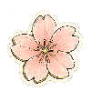 Pink cherry blossom flower icon