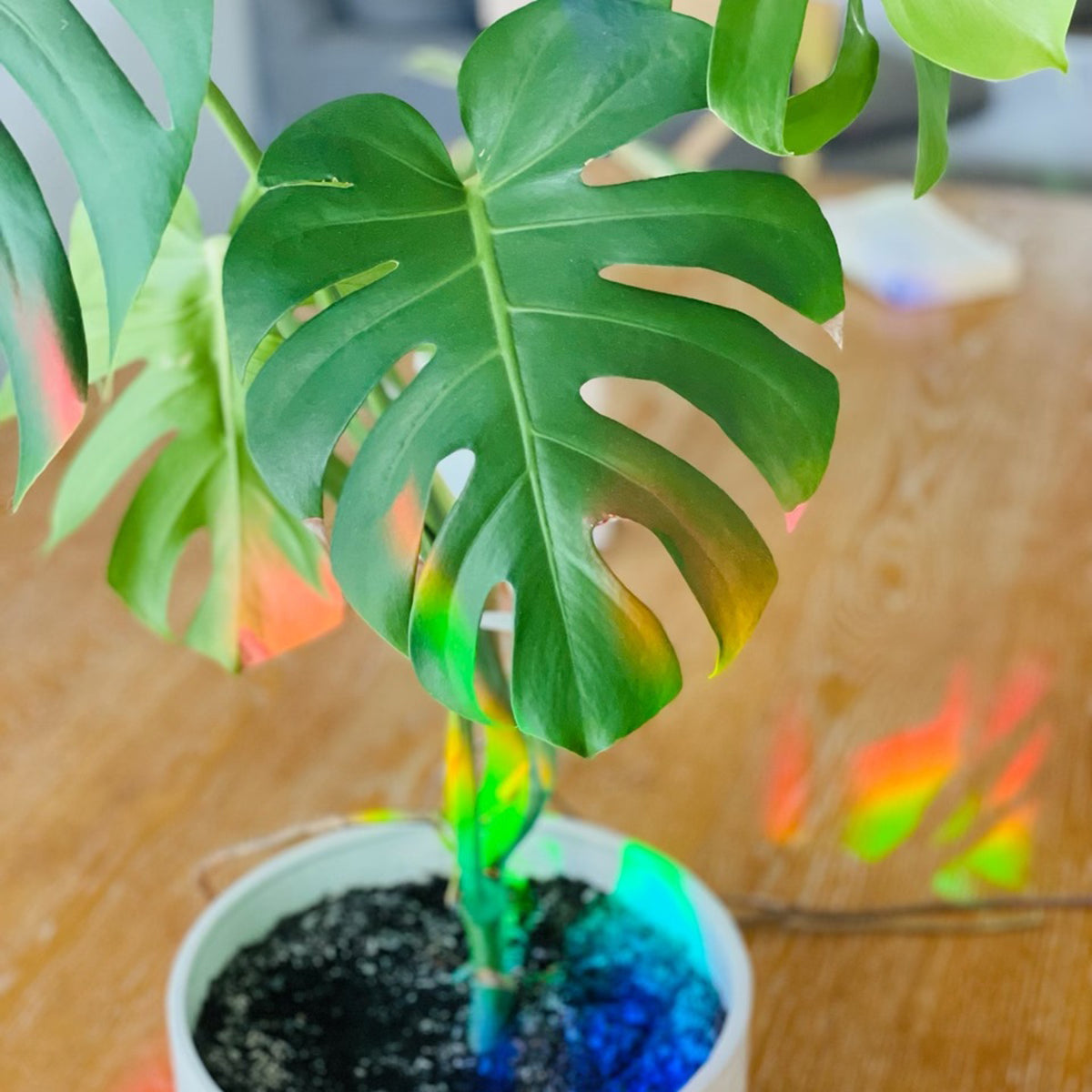 Calathea Suncatcher
