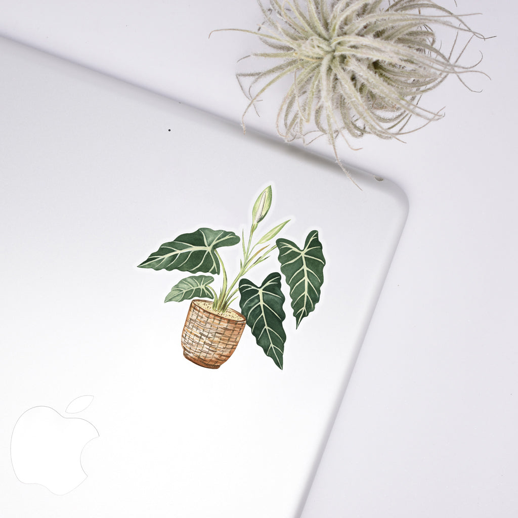 Alocasia Sticker