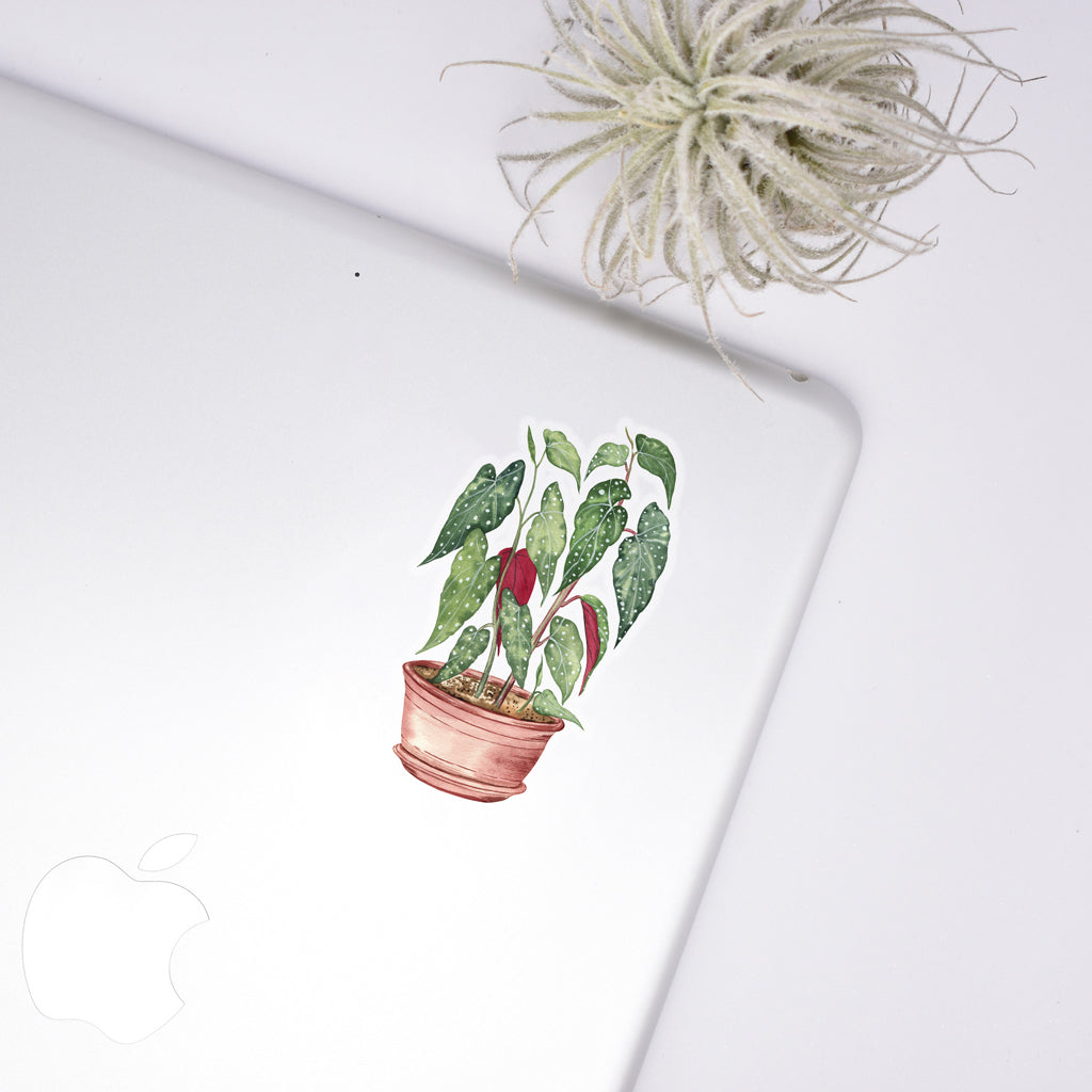 Begonia Sticker