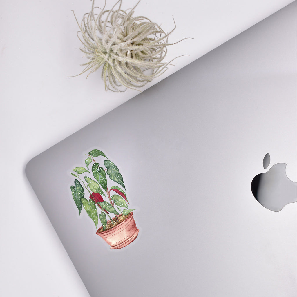 Begonia Sticker