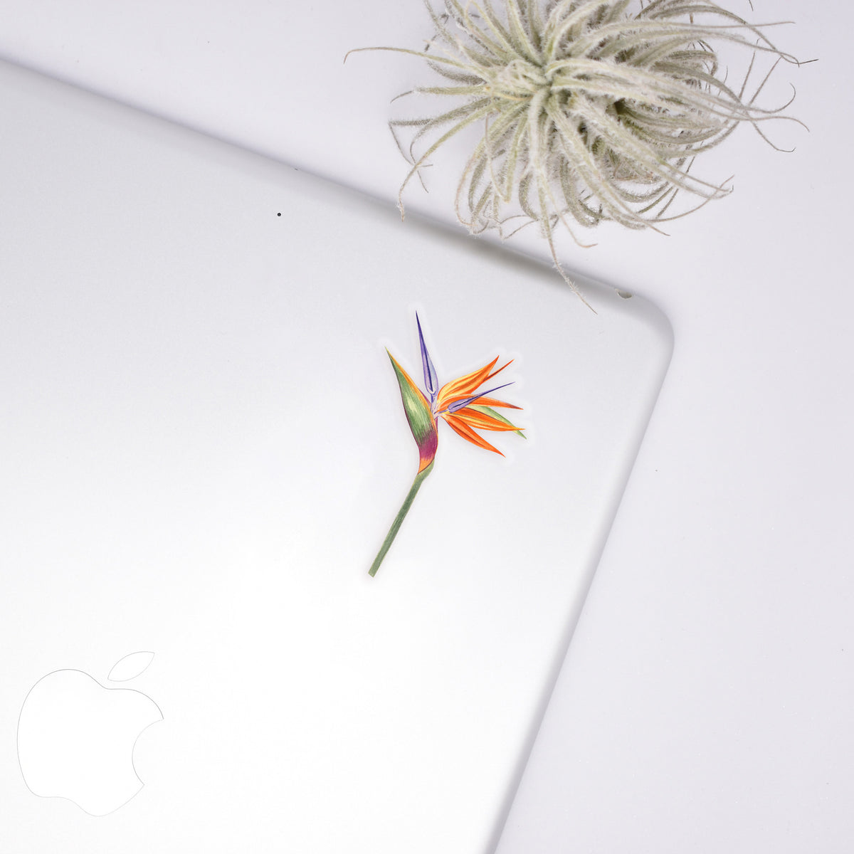Bird of Paradise Sticker