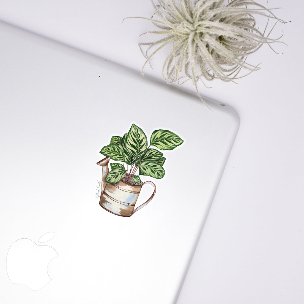 Calathea Sticker