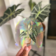 Alocasia Suncatcher