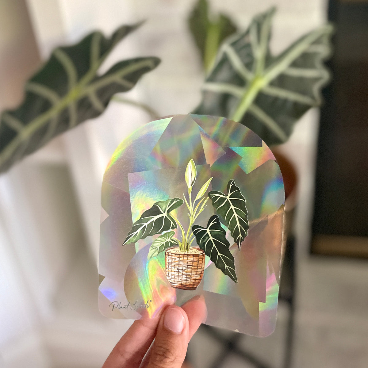 Alocasia Suncatcher