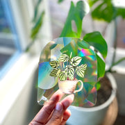 Watermelon Peperomia Suncatcher