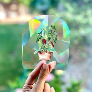 Suncatcher Begonia - Rainbow Making Suncatcher Sticker