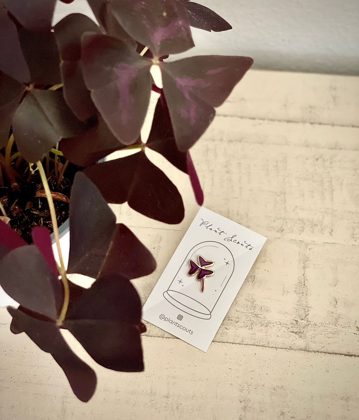 Oxalis