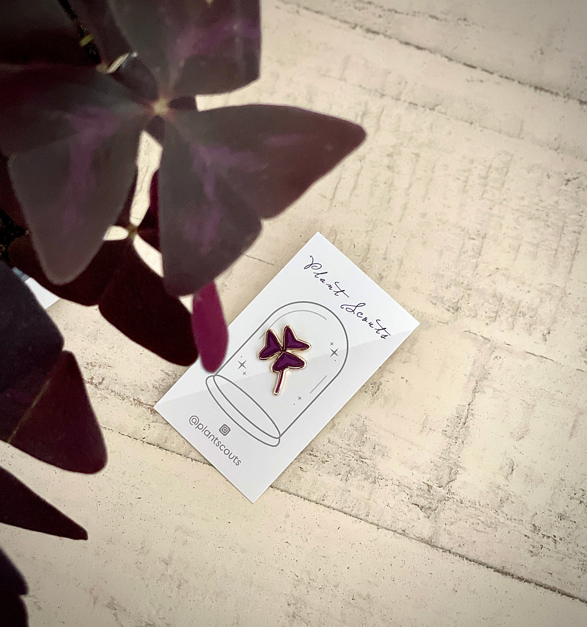 Oxalis