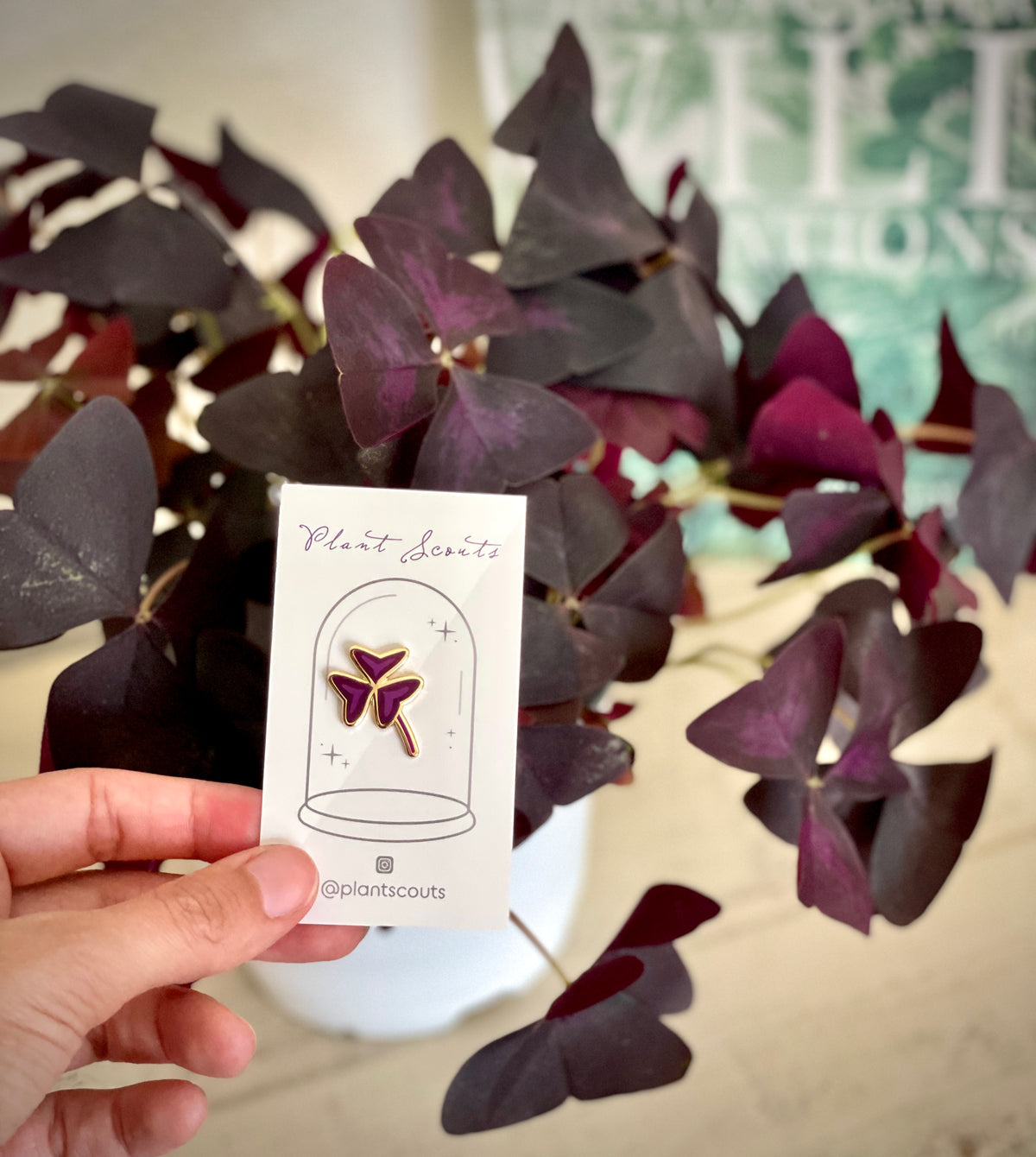 Oxalis