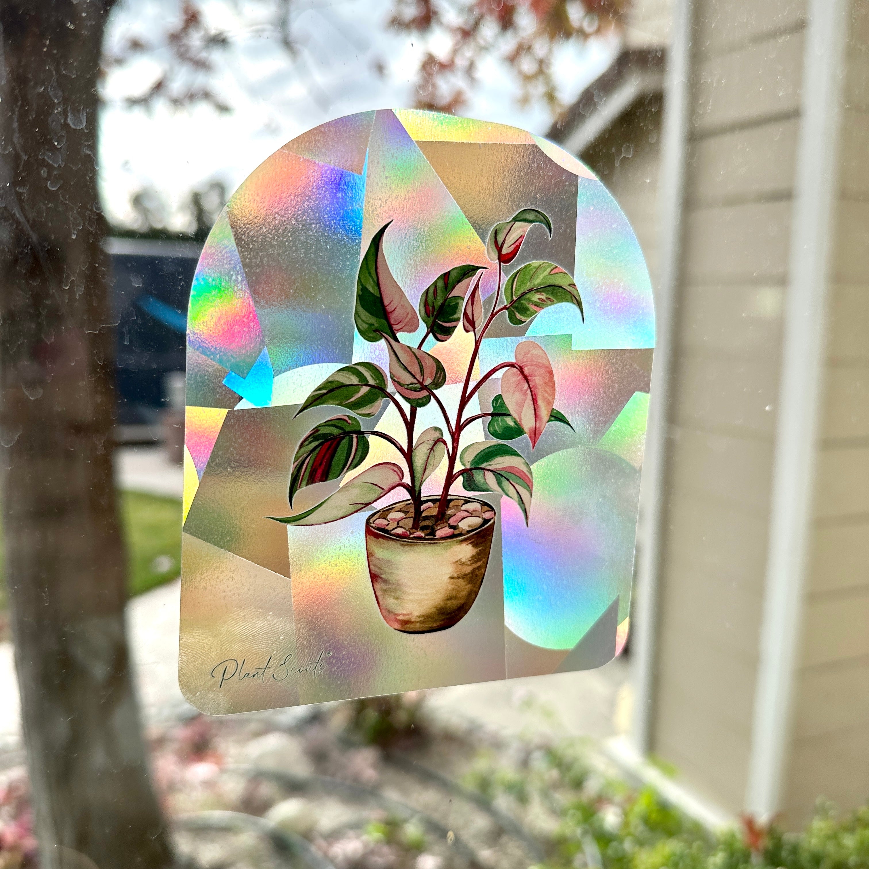 Suncatcher Window Decal - Rainbow making Suncatcher Srickers Pink Princess Philodendron