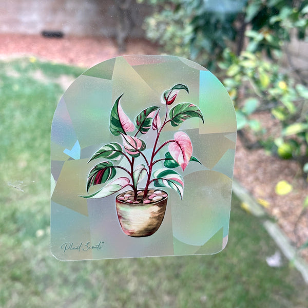 philodendron rainbow Pink Princess Suncatcher