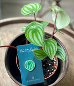 Load image into Gallery viewer, Watermelon Peperomia Plant Enamel Pin
