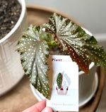 Load image into Gallery viewer, Begonia Maculata Enamel Pin - Exquisite Botanical Elegance | Plant Scouts
