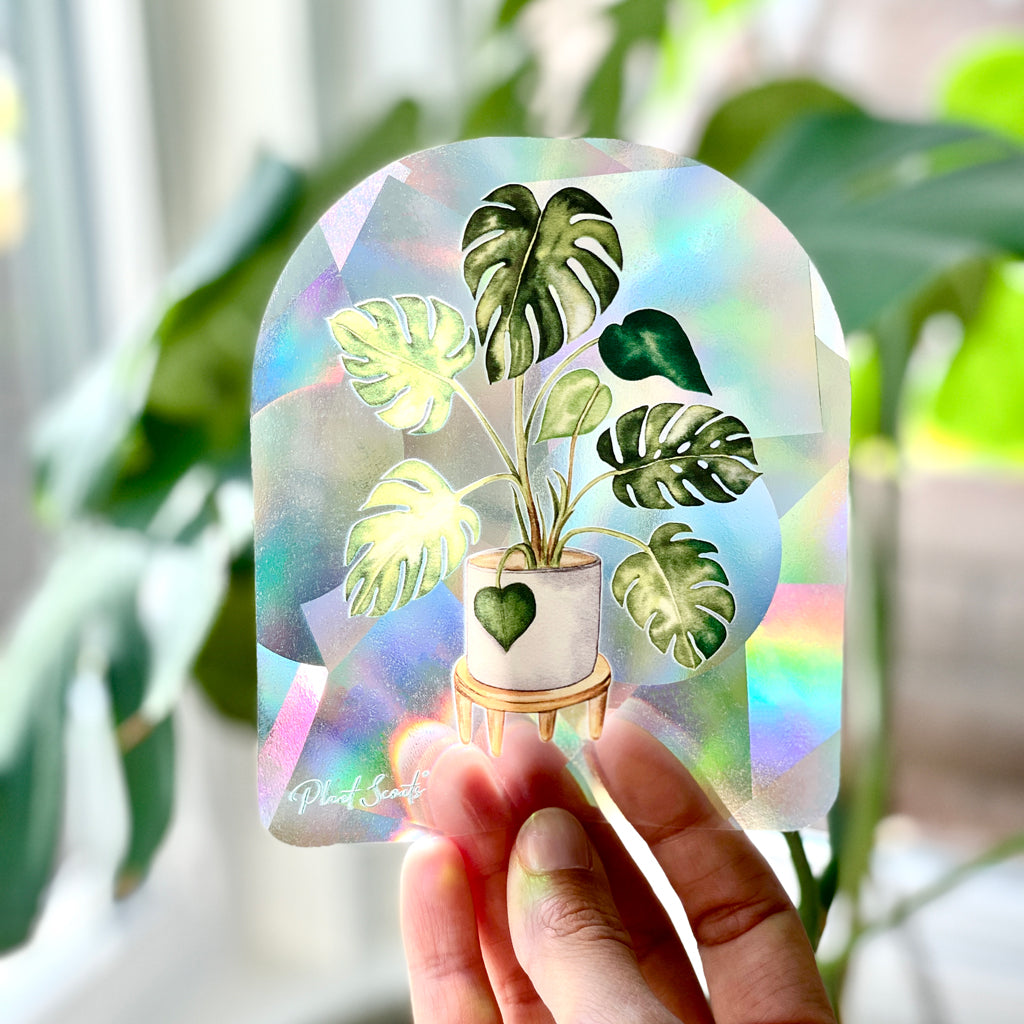 Monstera Suncatcher - Rainbow Making Suncatcher Sticker – Plant Scouts