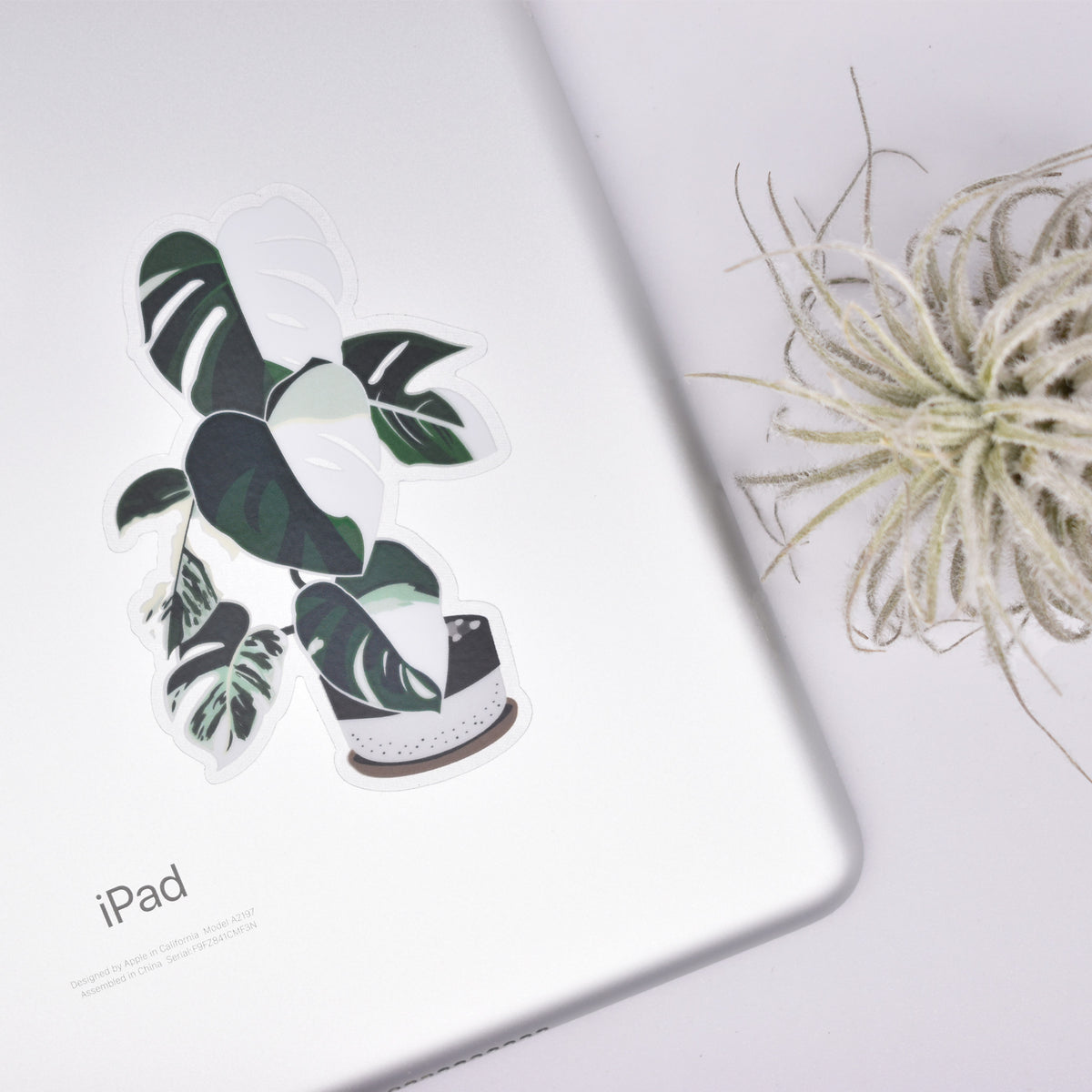 Variegated Monstera Sticker