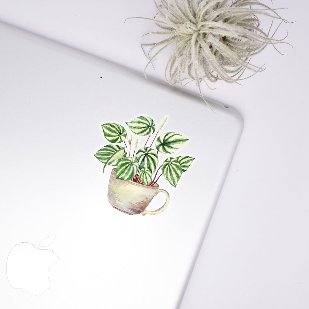 hanging plant stickers Watermelon Peperomia Sticker