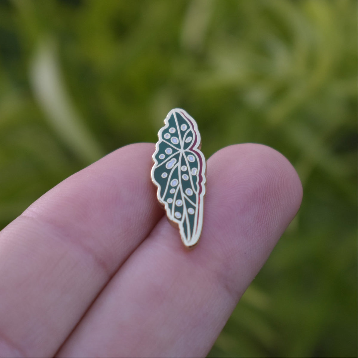 Begonia Maculata Pin - Pins